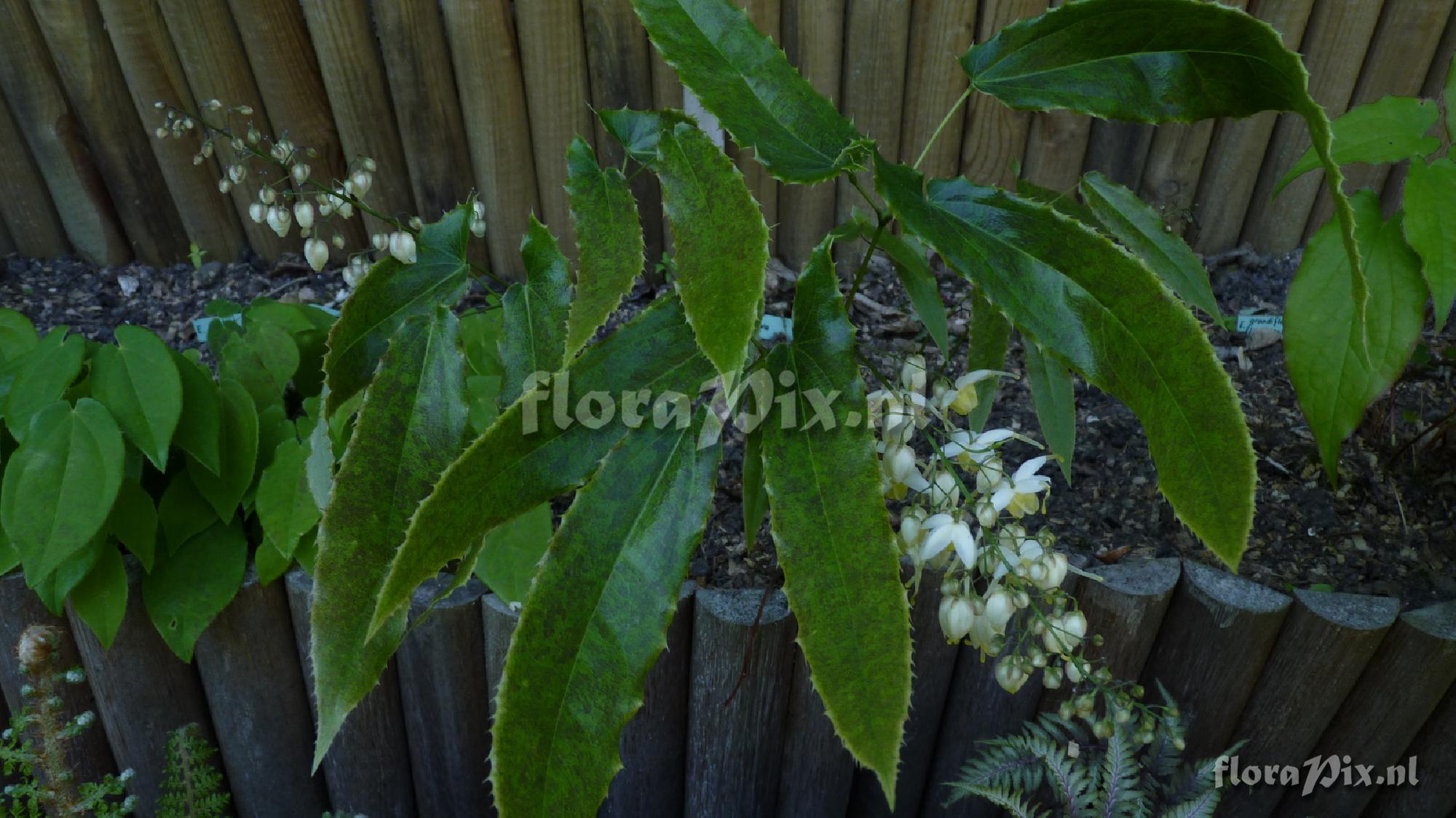 Epimedium wushanense nova CC014193