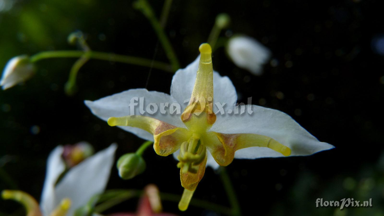 Epimedium amanogawa