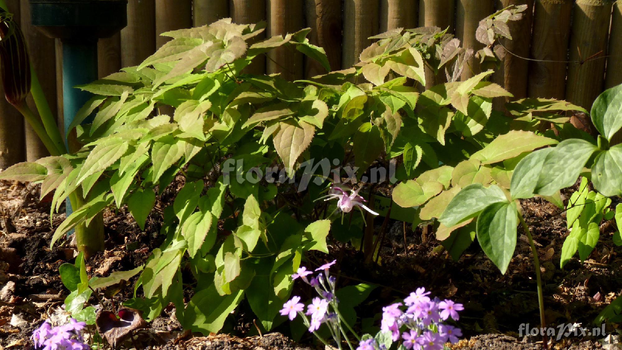 Epimedium grandflorum 