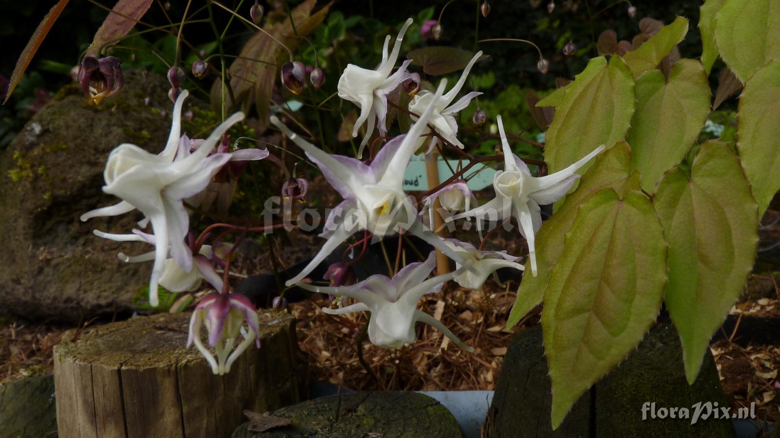 Epimedium grandflorum 