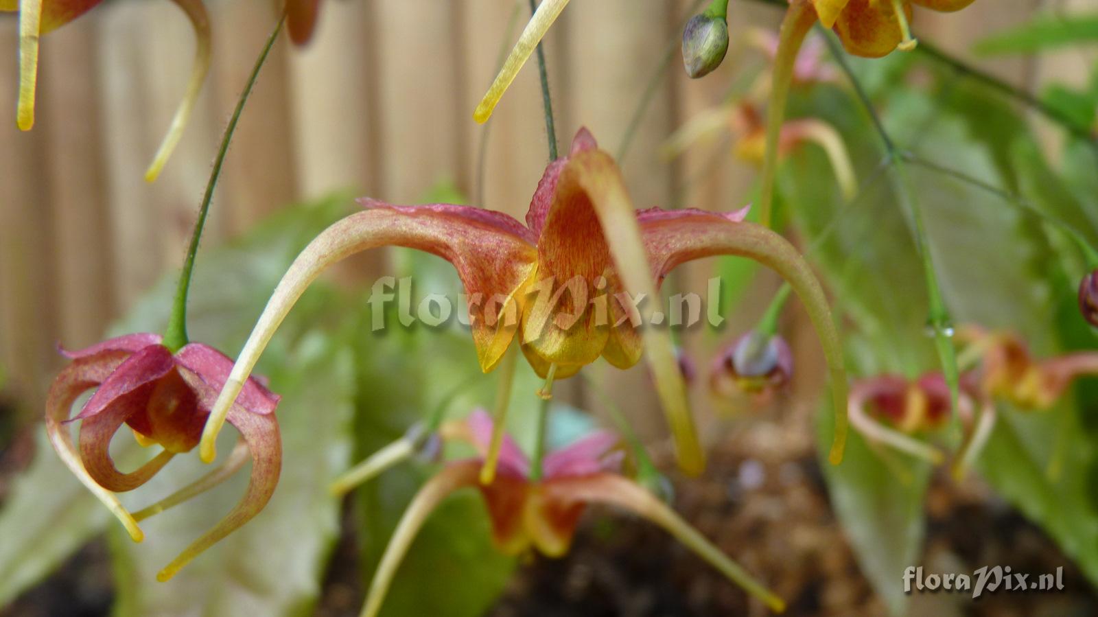 Epimedium x omeiense 