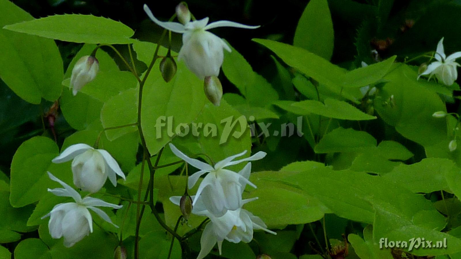 Epimedium x youngianum 
