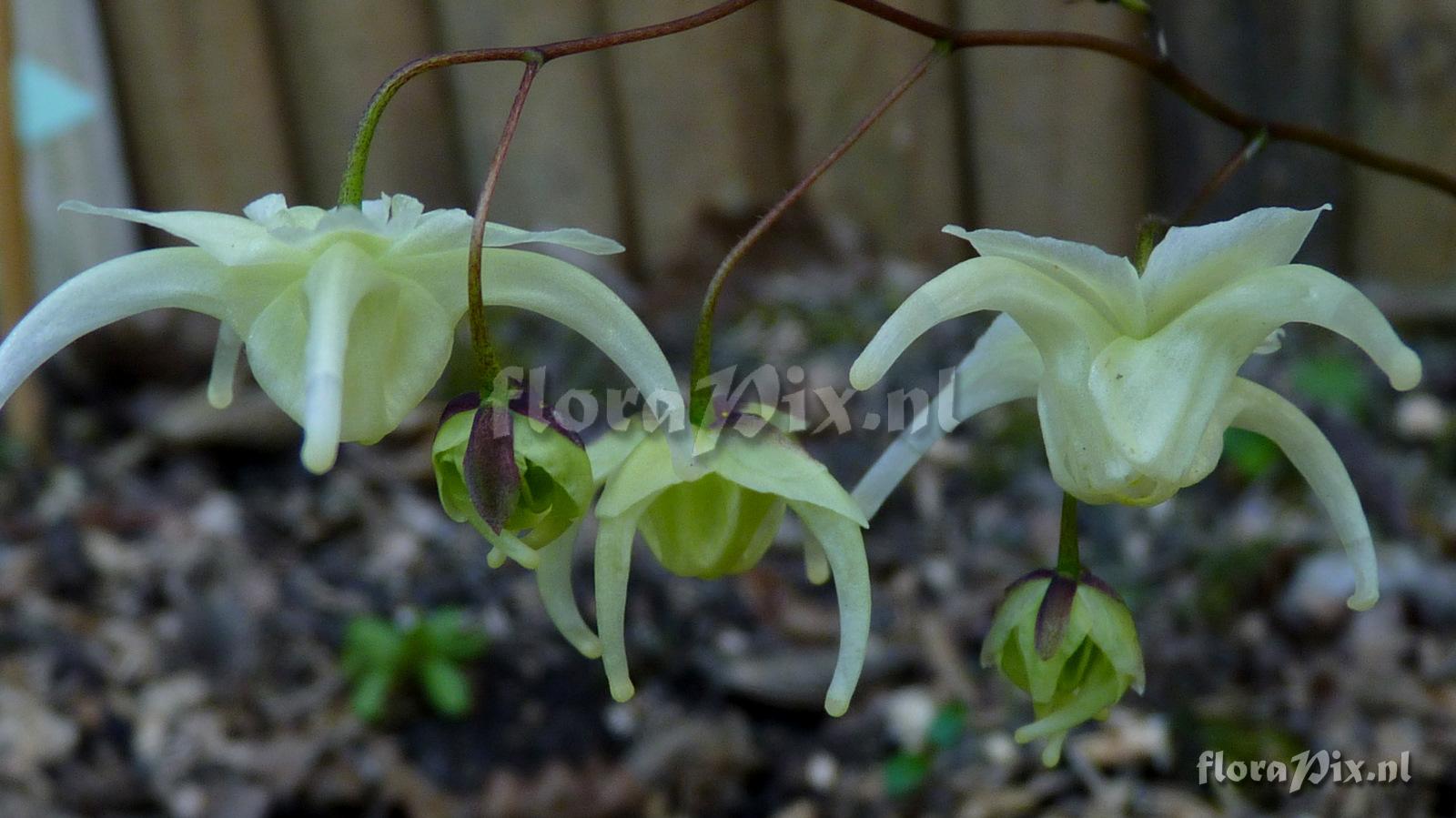 Epimedium grandiflorum flavescens 