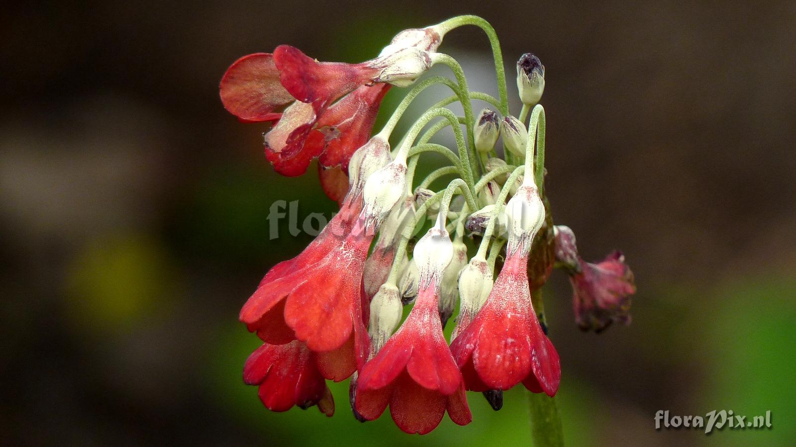 Primula florindae 