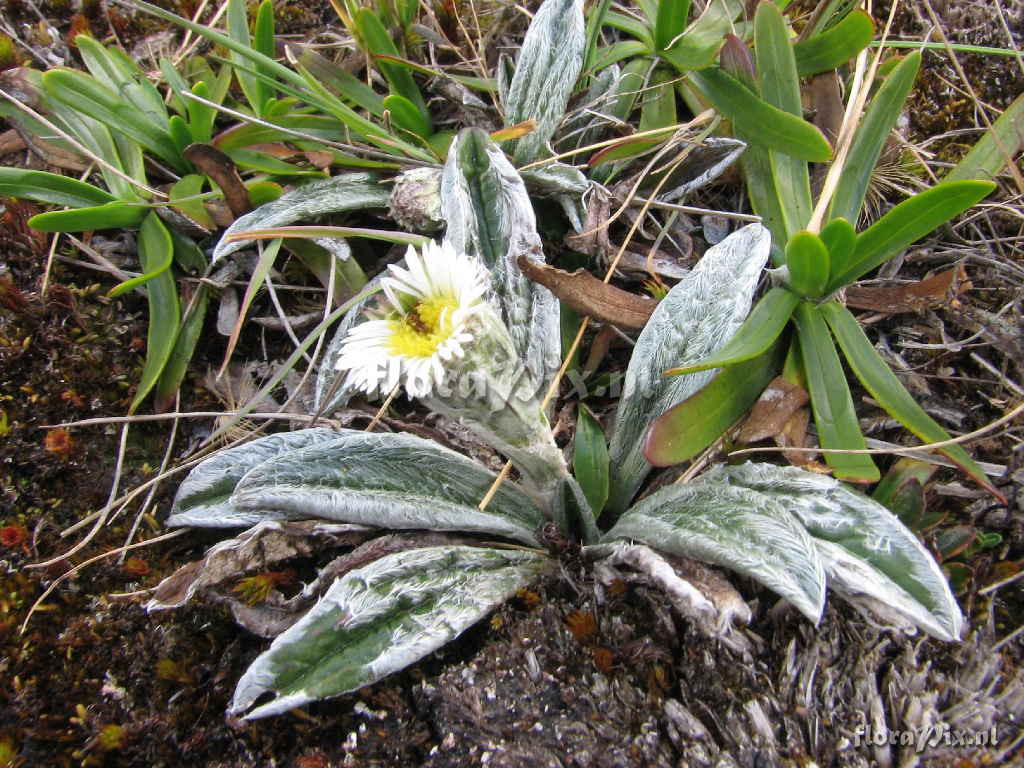 Asteraceae 