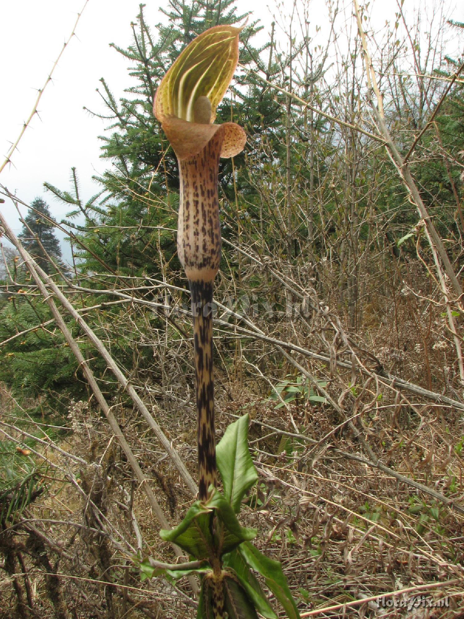 Arisaema nepenthoides