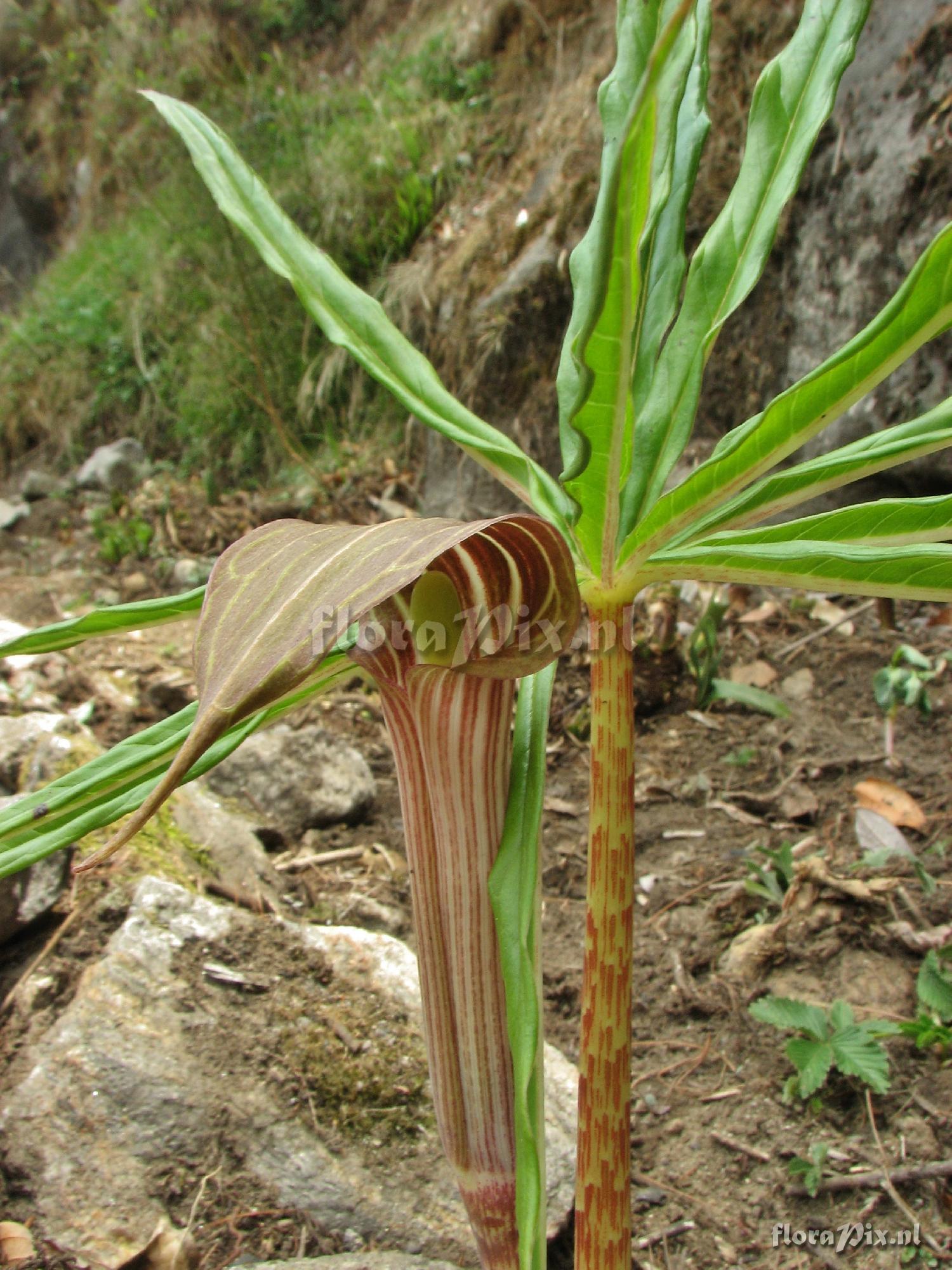 Arisaema erubascens 