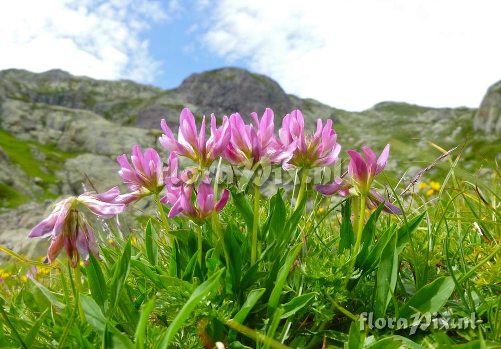 Trifolium alpinum
