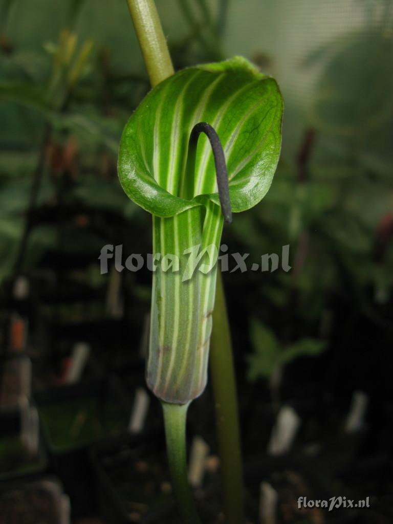 Arisaema lichiangense