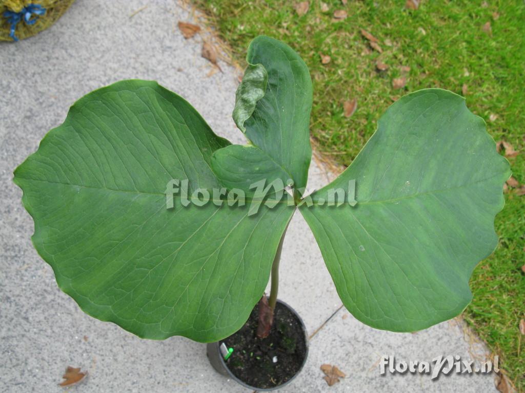 Arisaema lichiangense