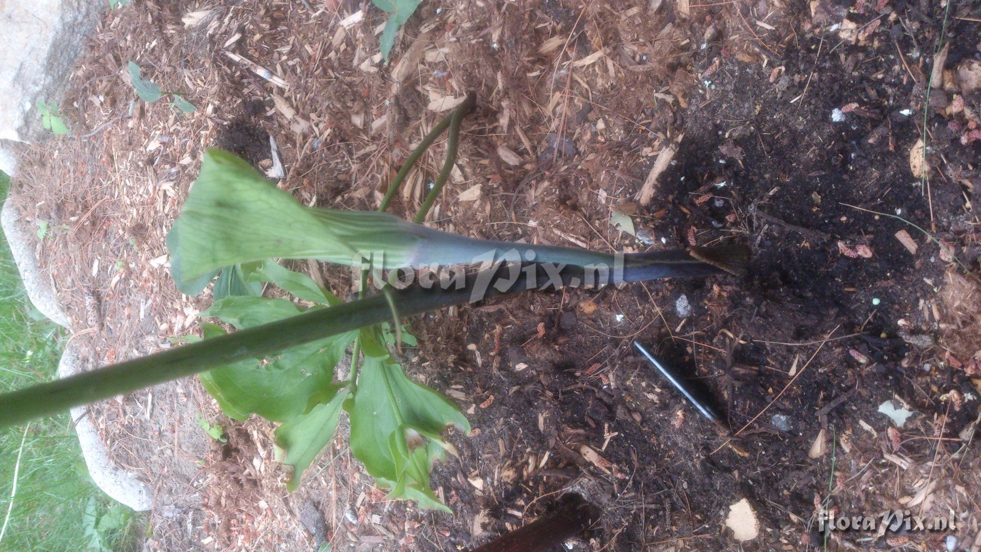 arisaema exappendiculatum