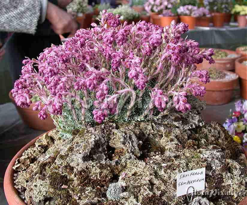 Saxifraga sempervivum