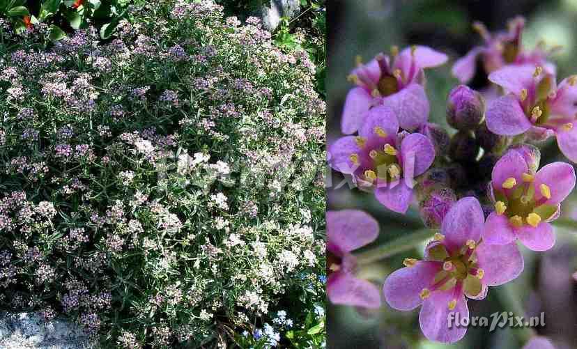 Alyssum spinosum