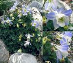 Aquilegia pyrenaica ssp. discolor