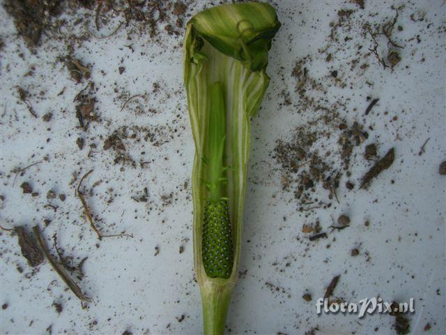 Arisaema