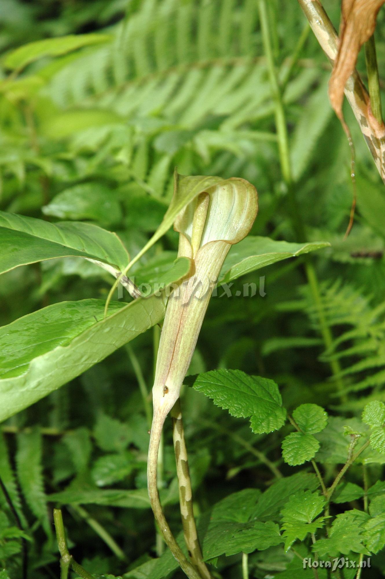 Arisaema spec. C