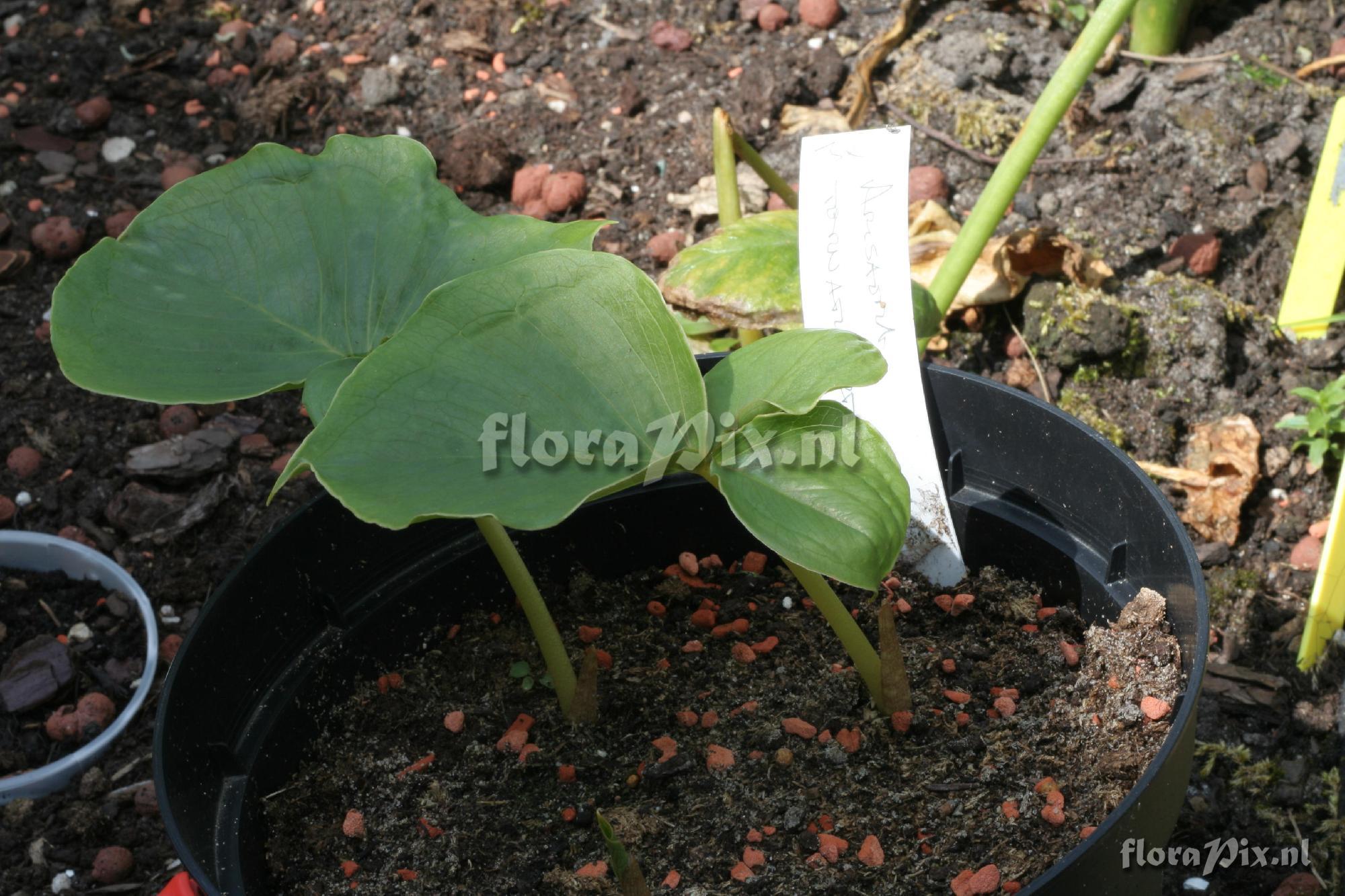 Arisaema terntipartitum