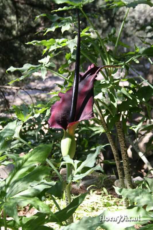 Dracunculus vulgaris