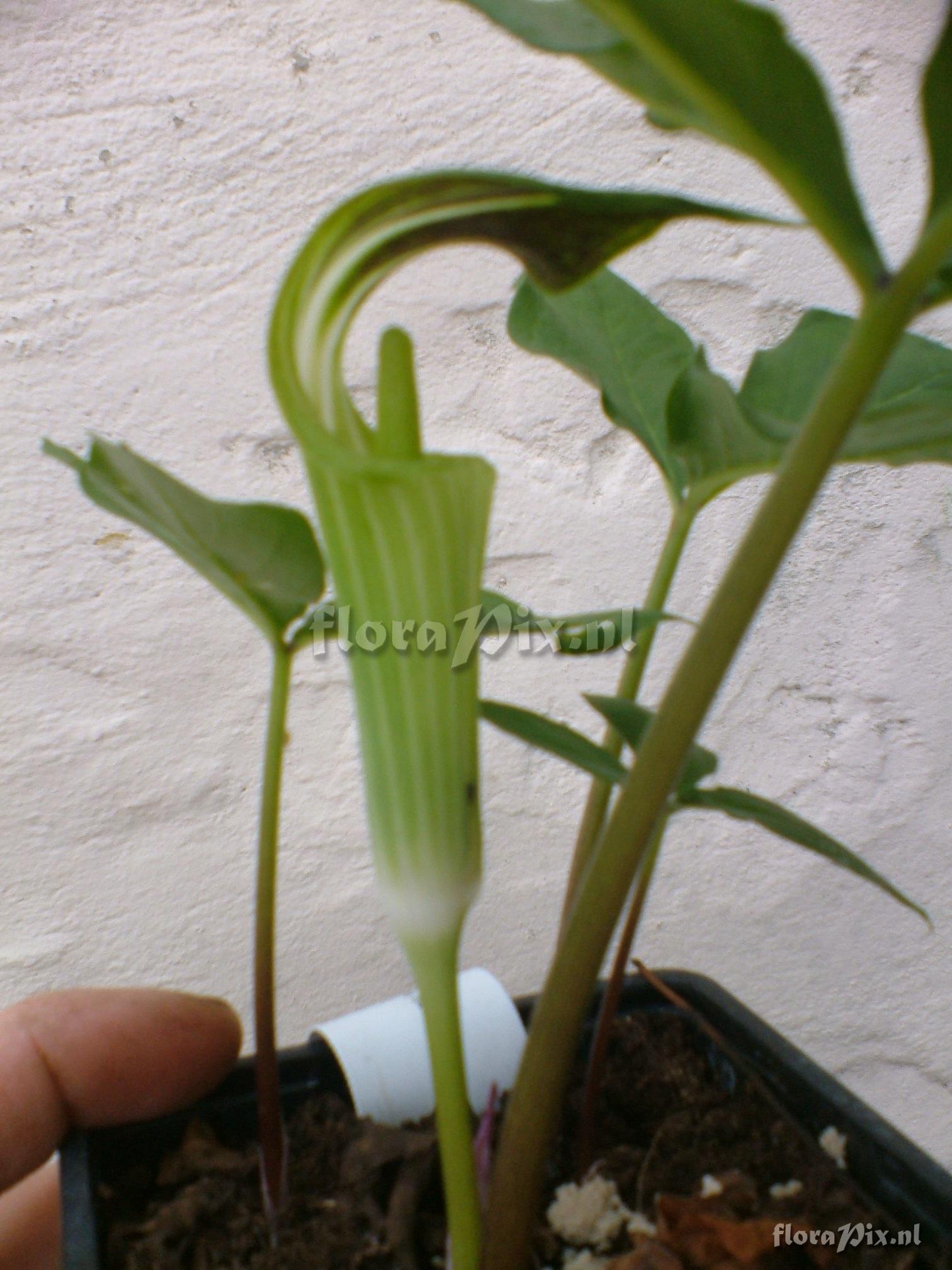 Arisaema amurense