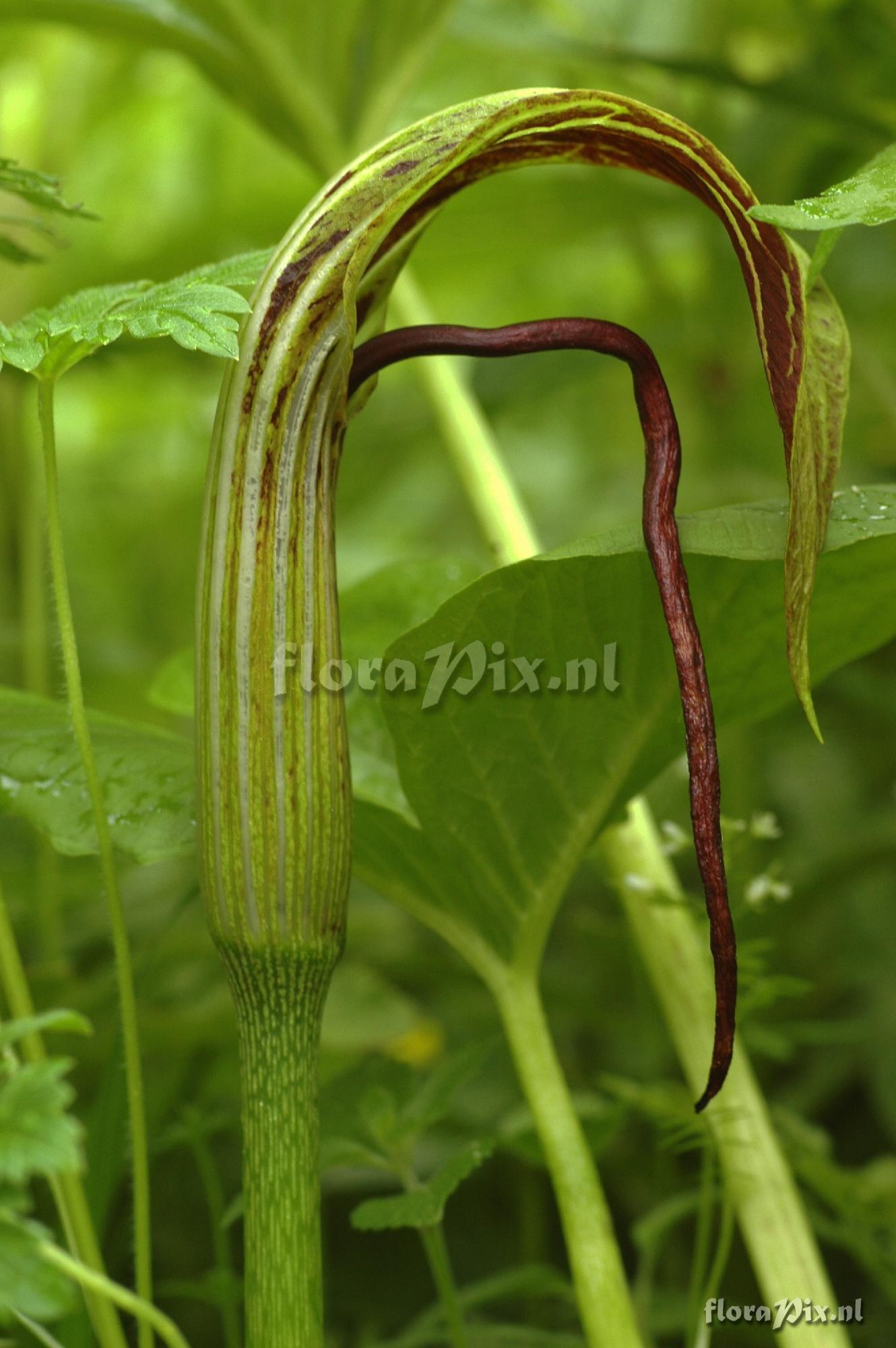 Arisaema asperatum