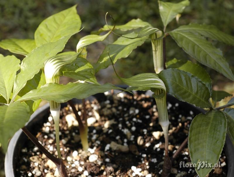 Arisaema barnesii