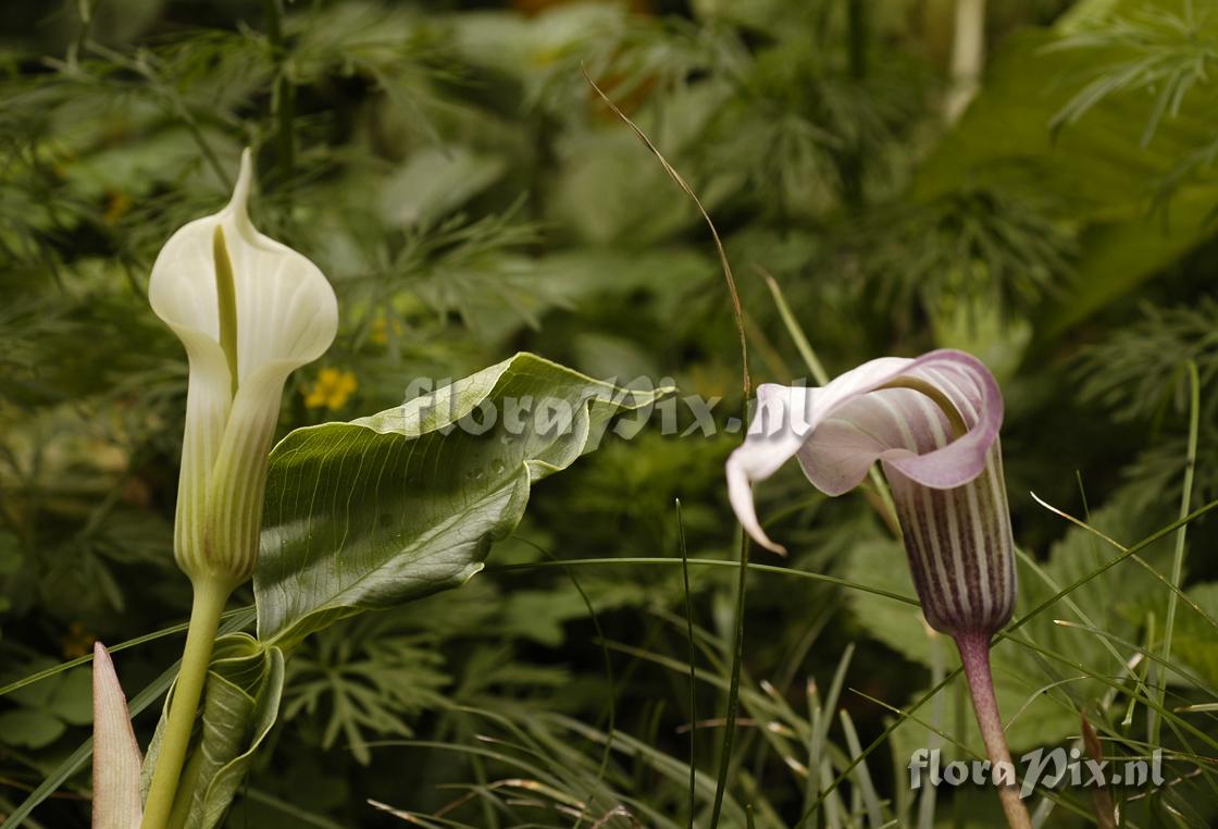 Arisaema candidissimum