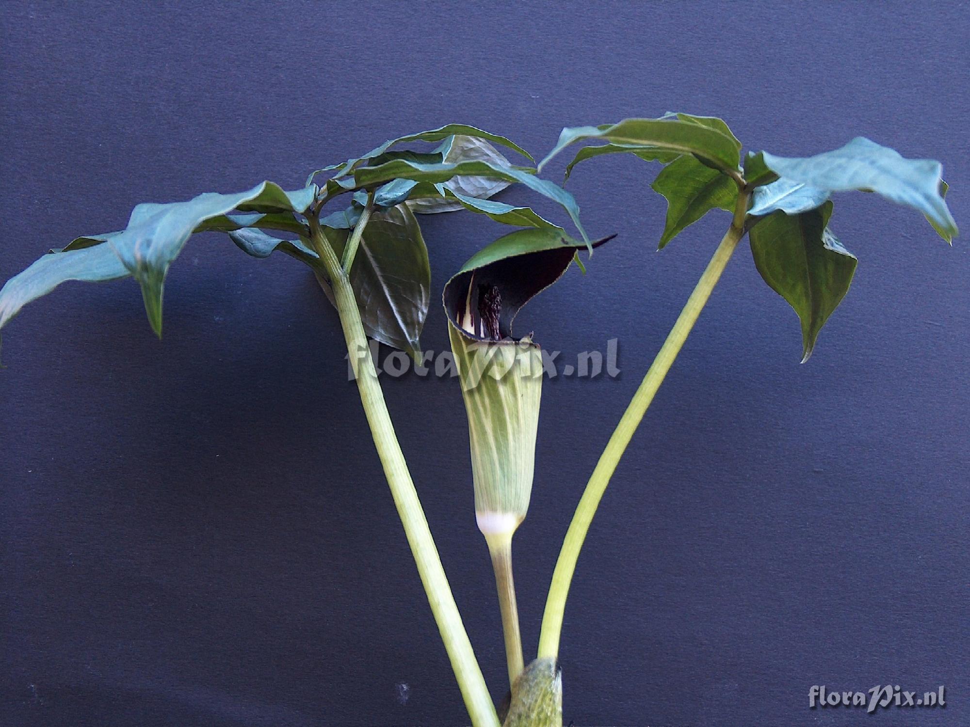 Arisaema clavatum