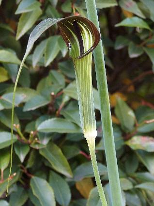 Arisaema consanguineum