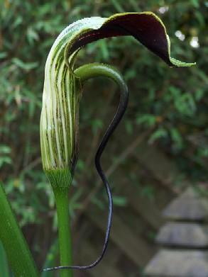 Arisaema dilatatum