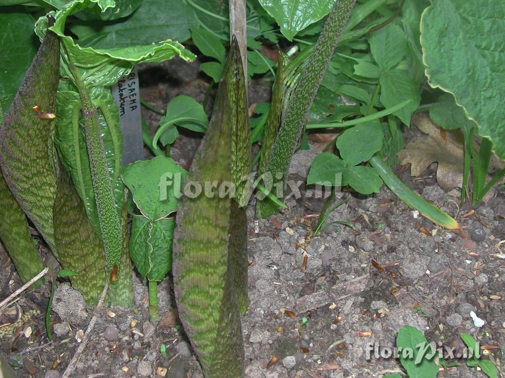 Arisaema dilatatum