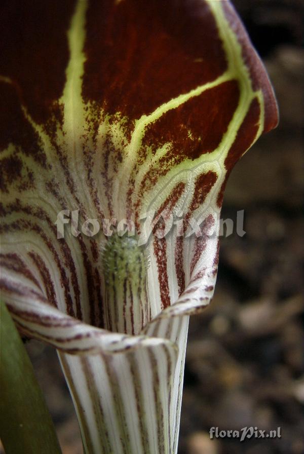 Arisaema echinatoides