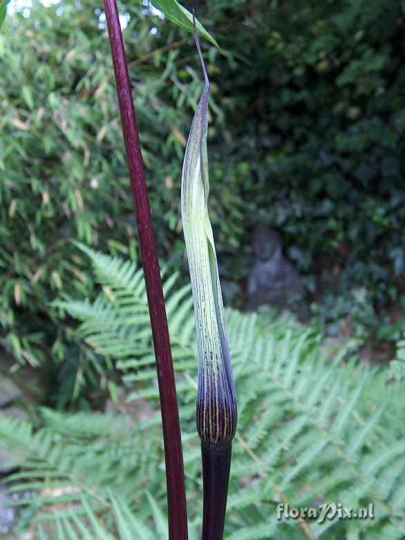 Arisaema exeppendiculatum