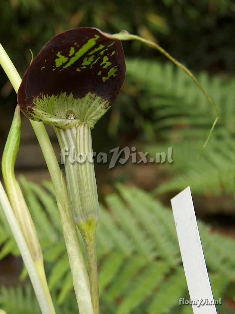 Arisaema echinatum