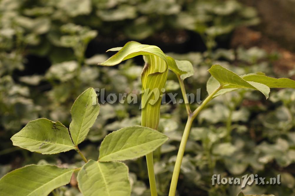 Arisaema engleri