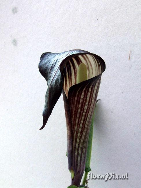 Arisaema engleri