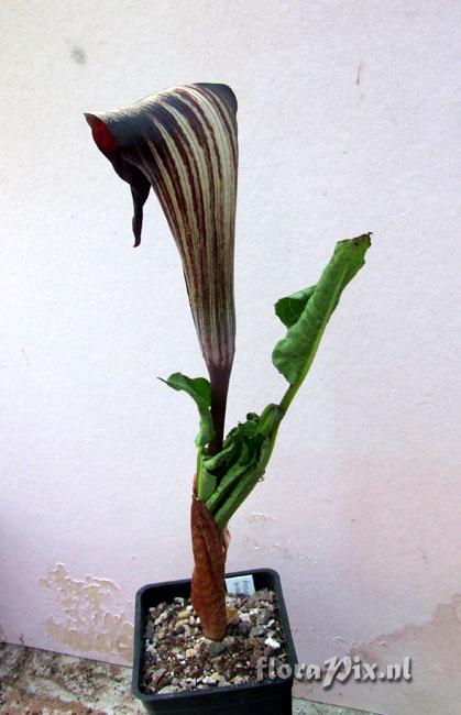 Arisaema engleri