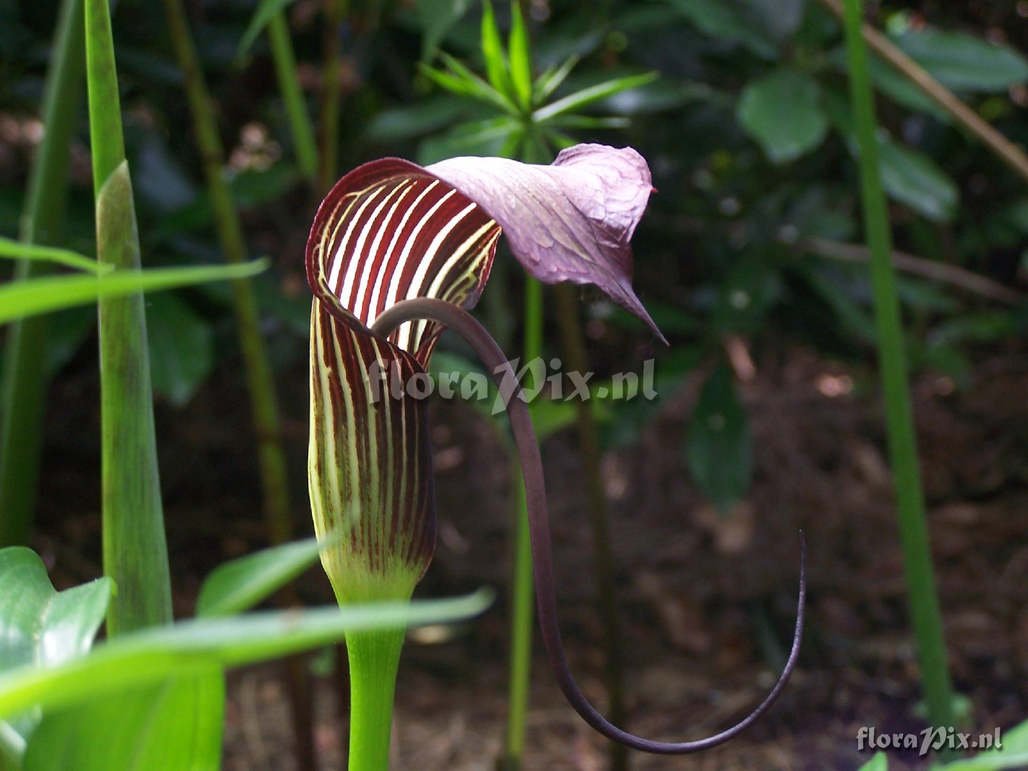 Arisaema elephas