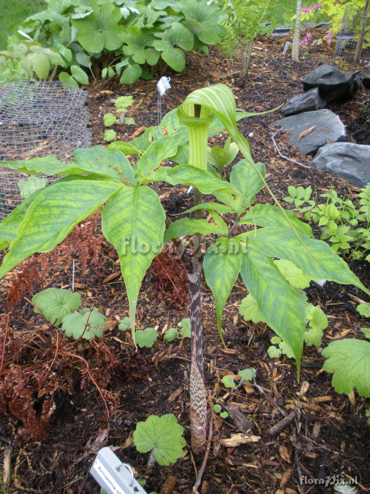 Arisaema ehimense