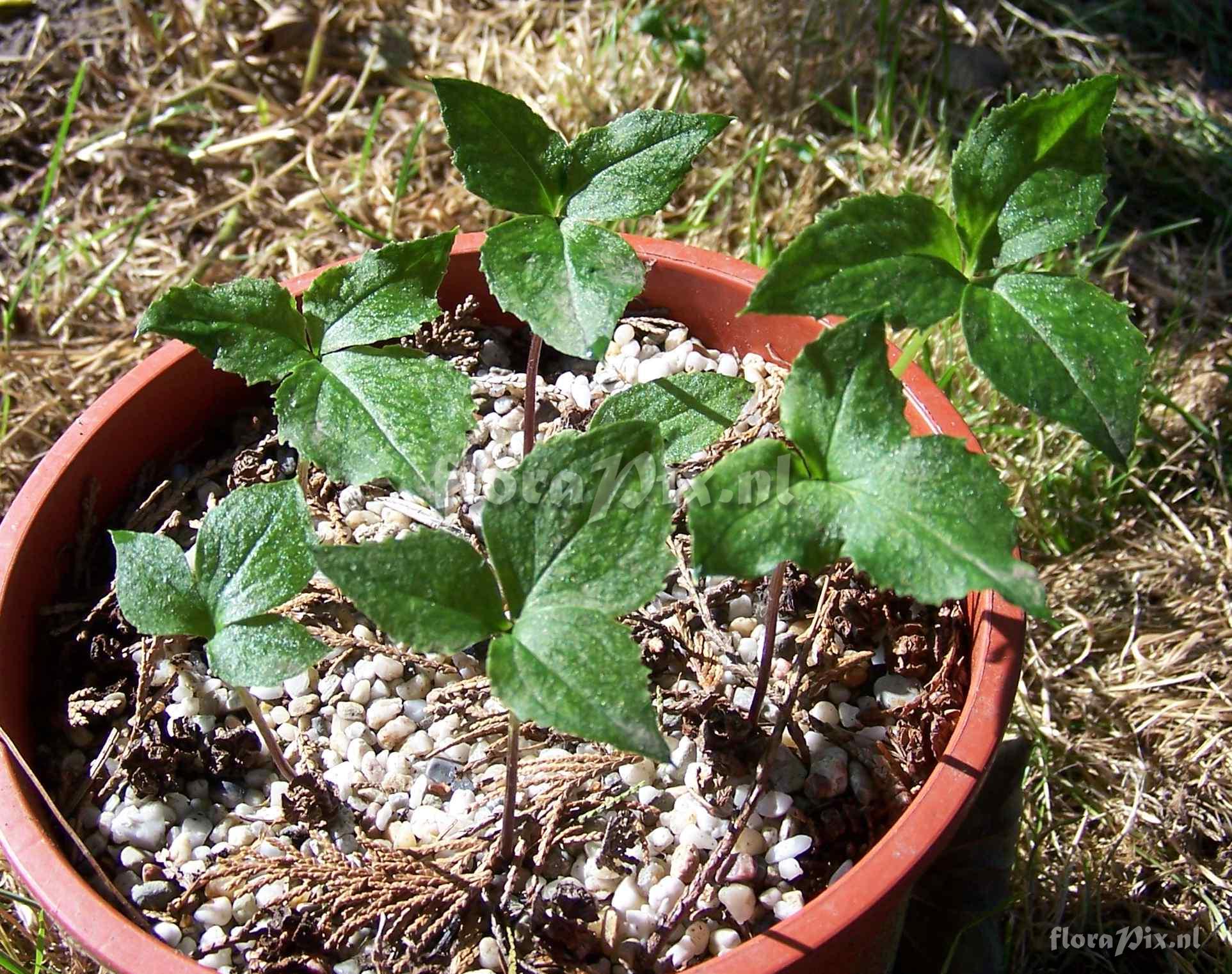 Arisaema engleri