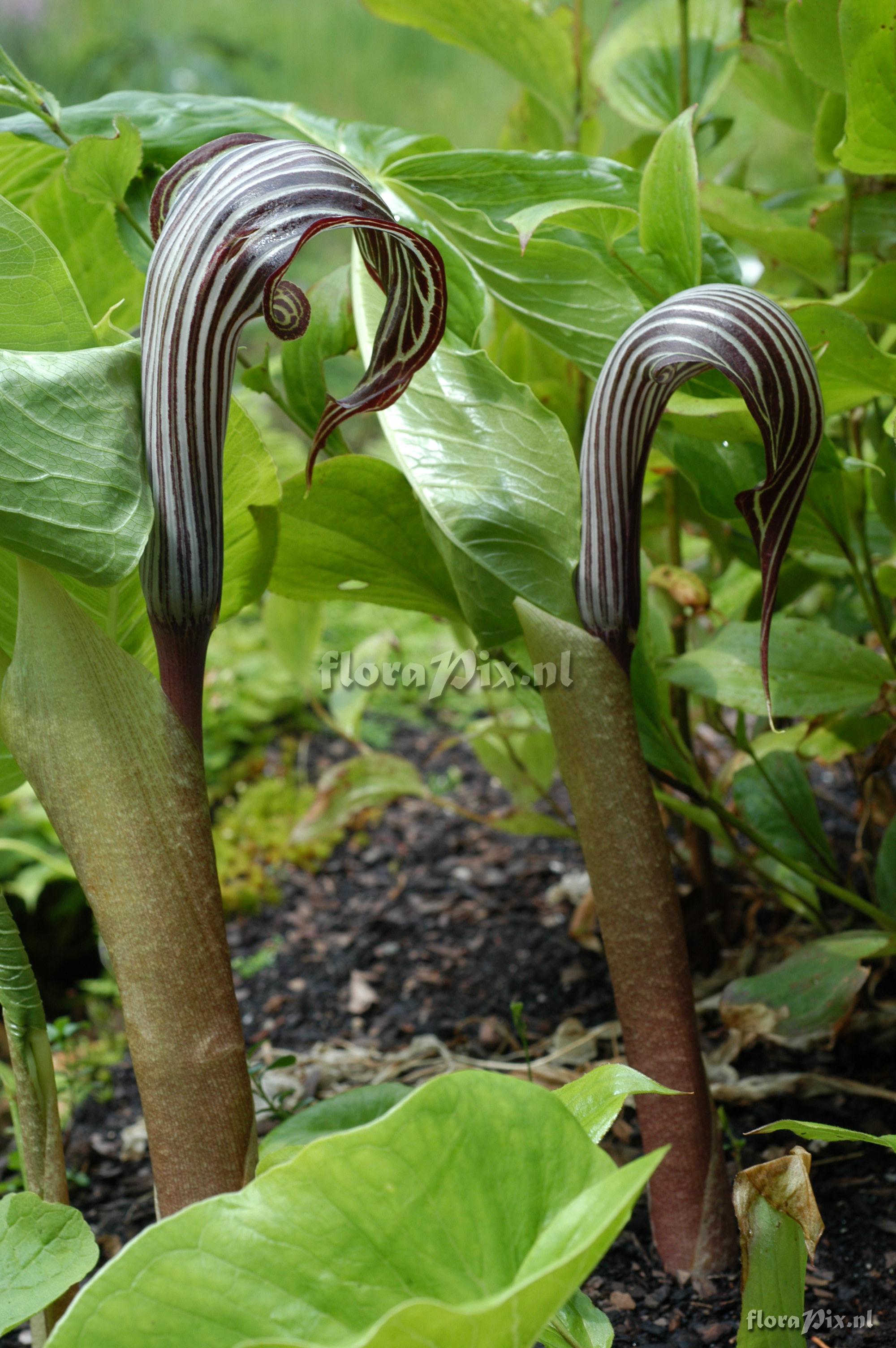 Arisaema fargesii