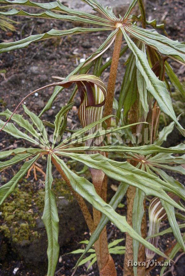 Arisaema formosanum