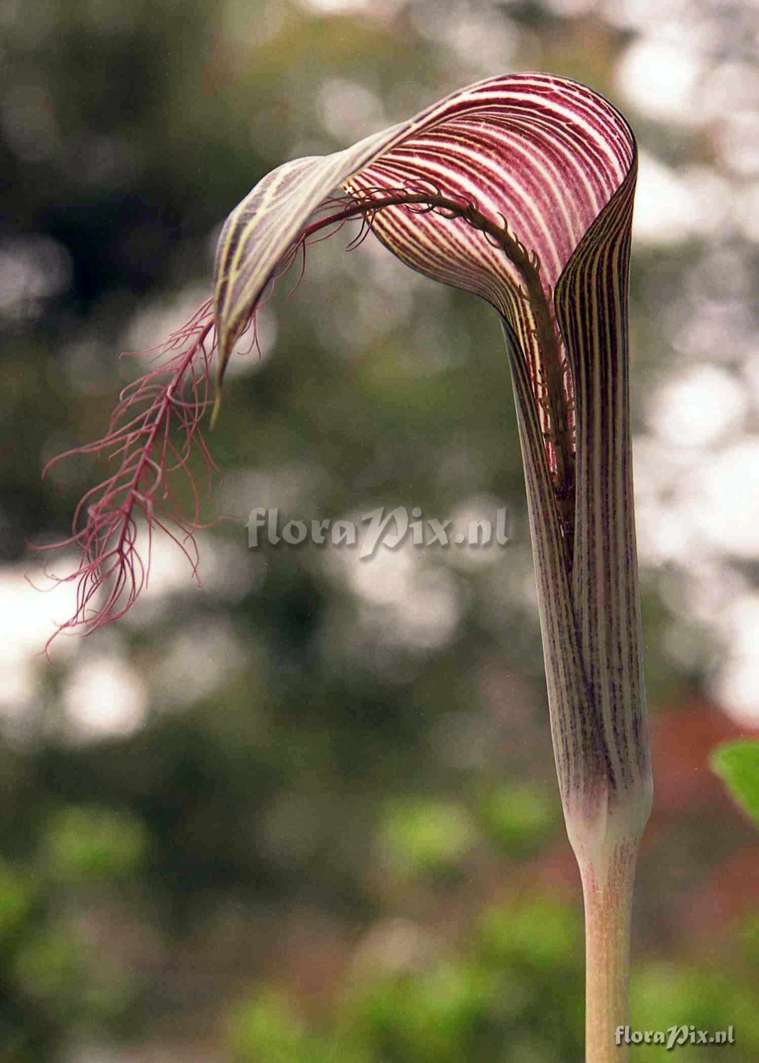 Arisaema fimbriatum subsp. fimbriatum