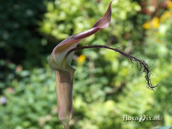 Arisaema fimbriatum