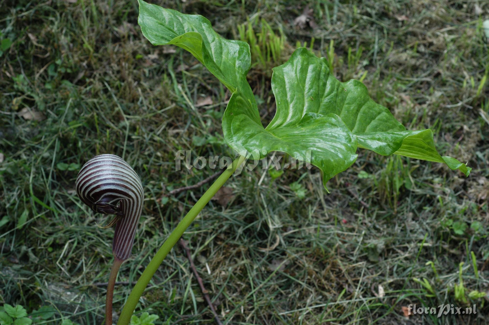 Arisaema franchetianum