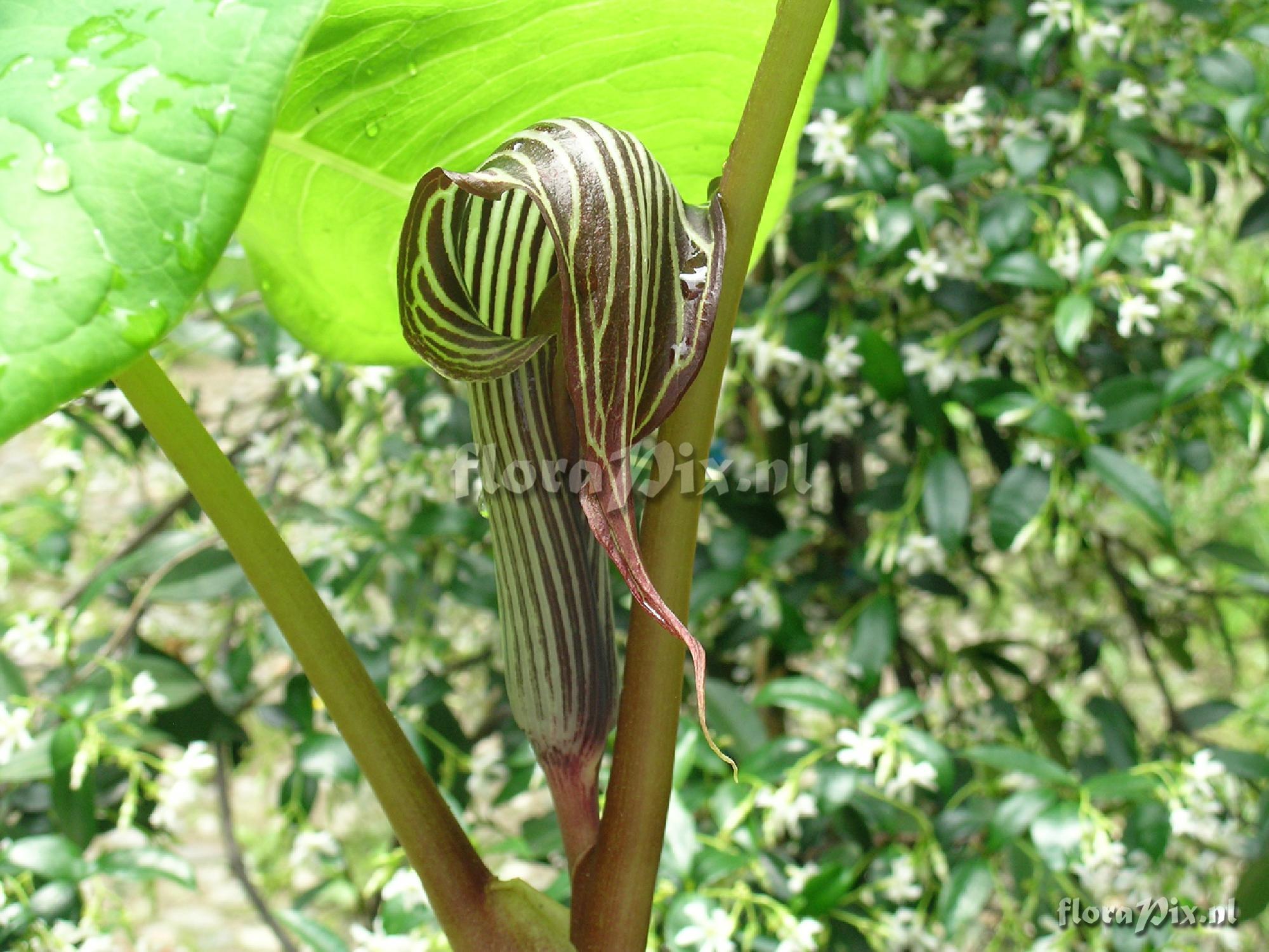 Arisaema Fargesii