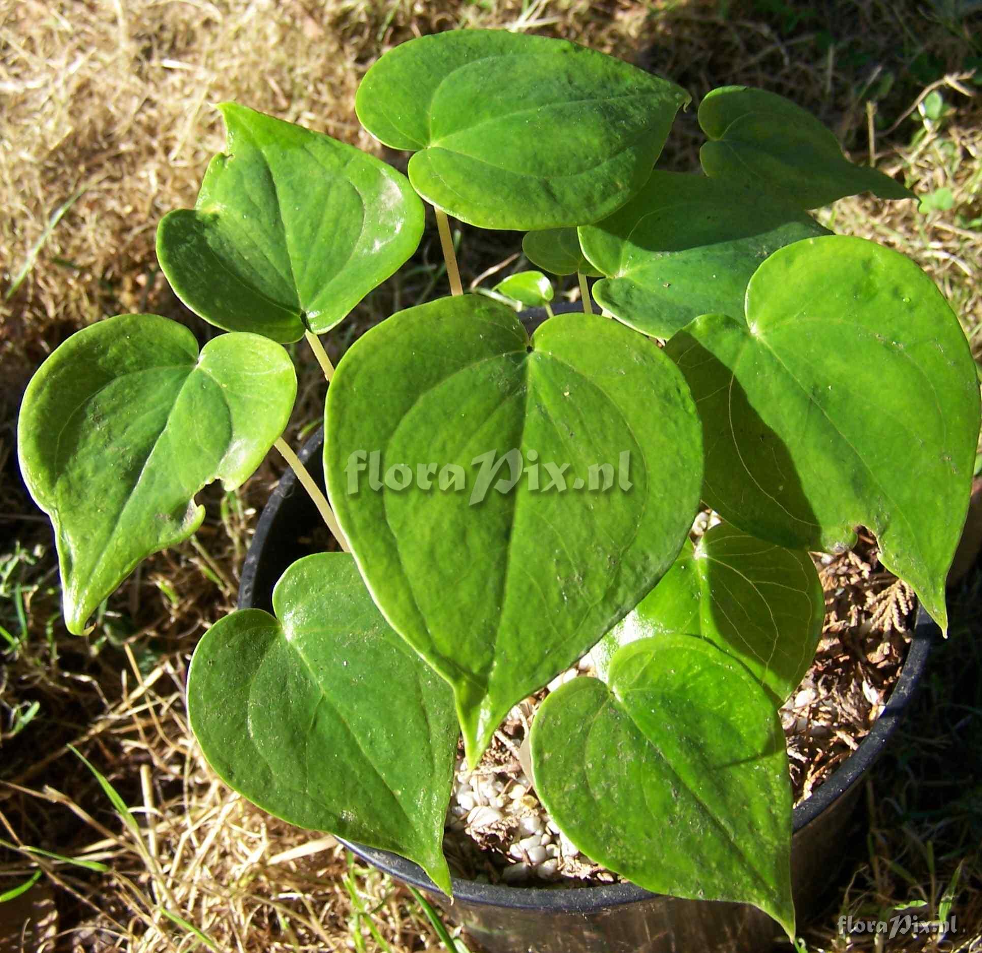 Arisaema fargesii