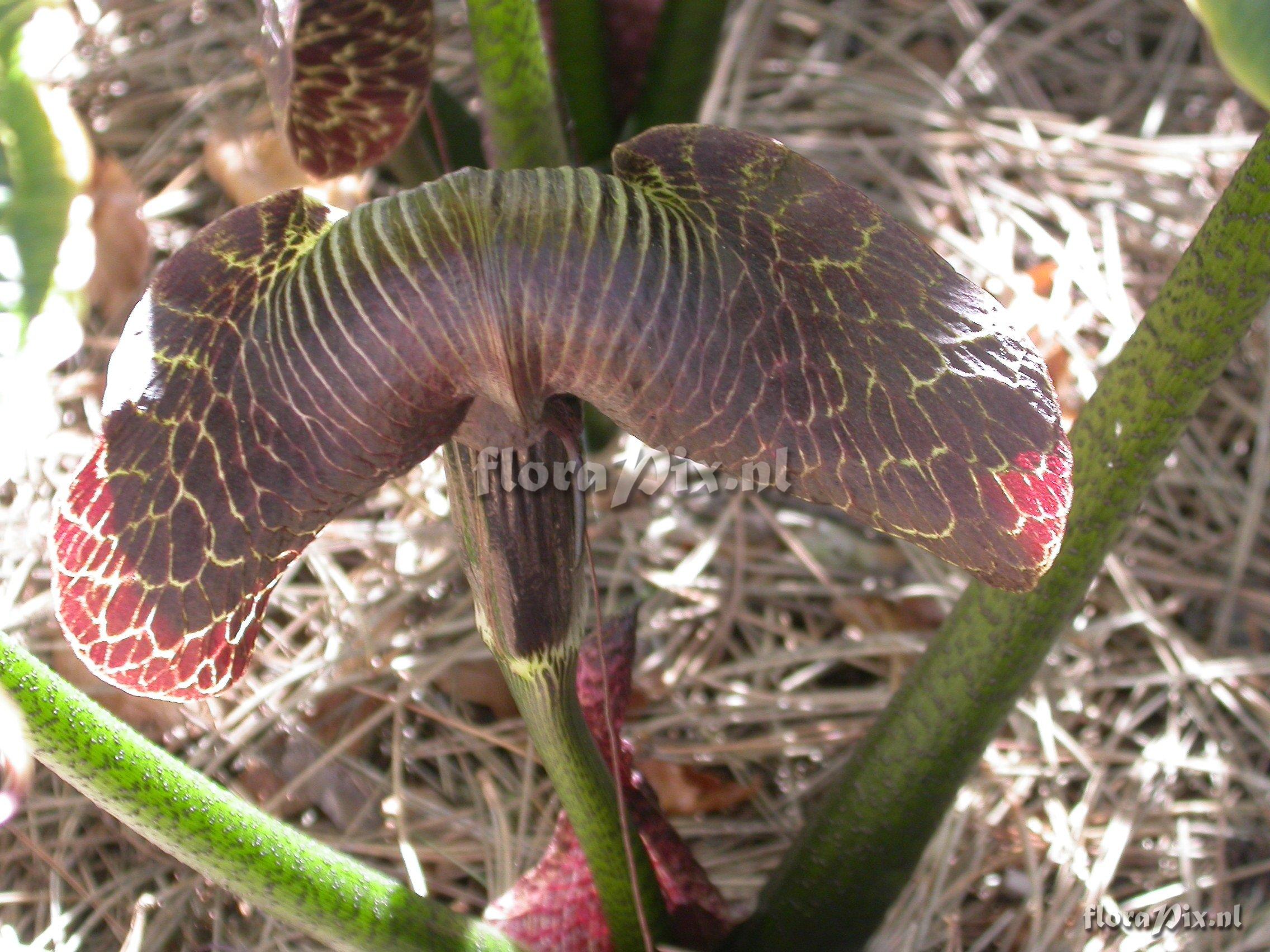 Arisaema griffithii