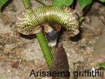Arisaema griffithii