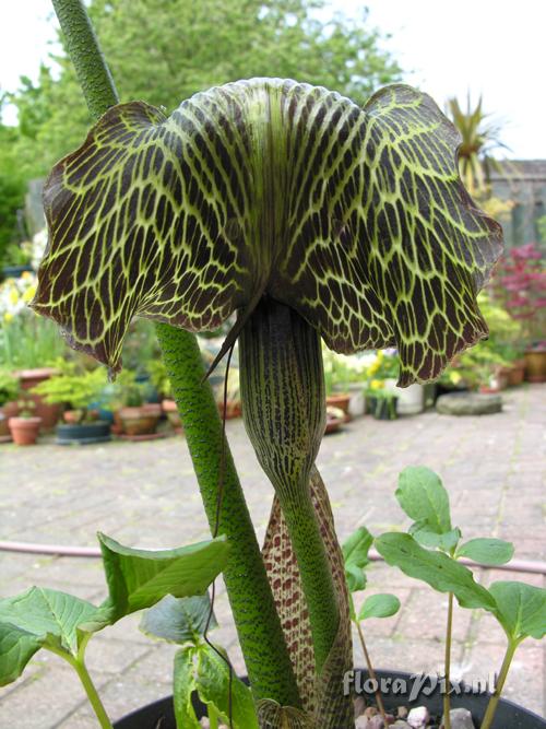 Arisaema griffithii