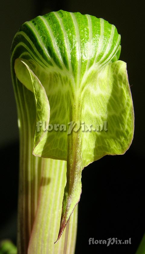 Arisaema galeatum